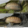 fav quercus praepupa volg